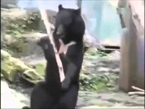 دب يلعب مزمار