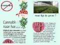 Cannabis (Wiet/Hash) Verslaafd