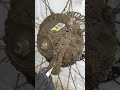 💀🚴♂️ DIRTIEST | BIKE CASSETTE CLEAN EVER 🤯😨🧼✨