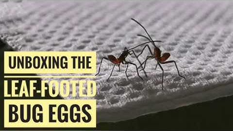Boxing Day: Unboxing the Leaf-footed Bug Eggs