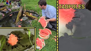 Eating Watermelon With Thousands Of Tadpoles And Frogs