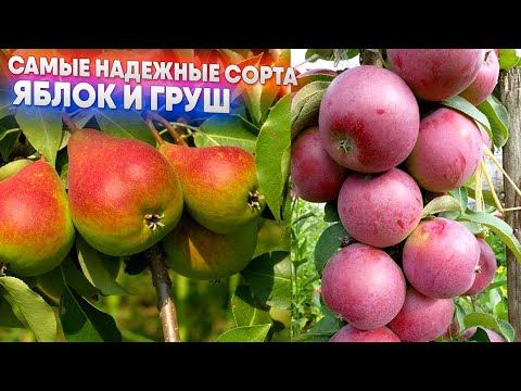 Самые надежные сорта