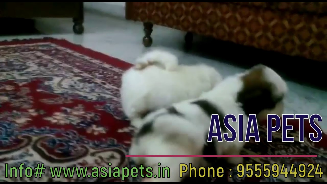 Shih Tzu Puppy For Sale In Delhi Best Price Asia Pets In Youtube