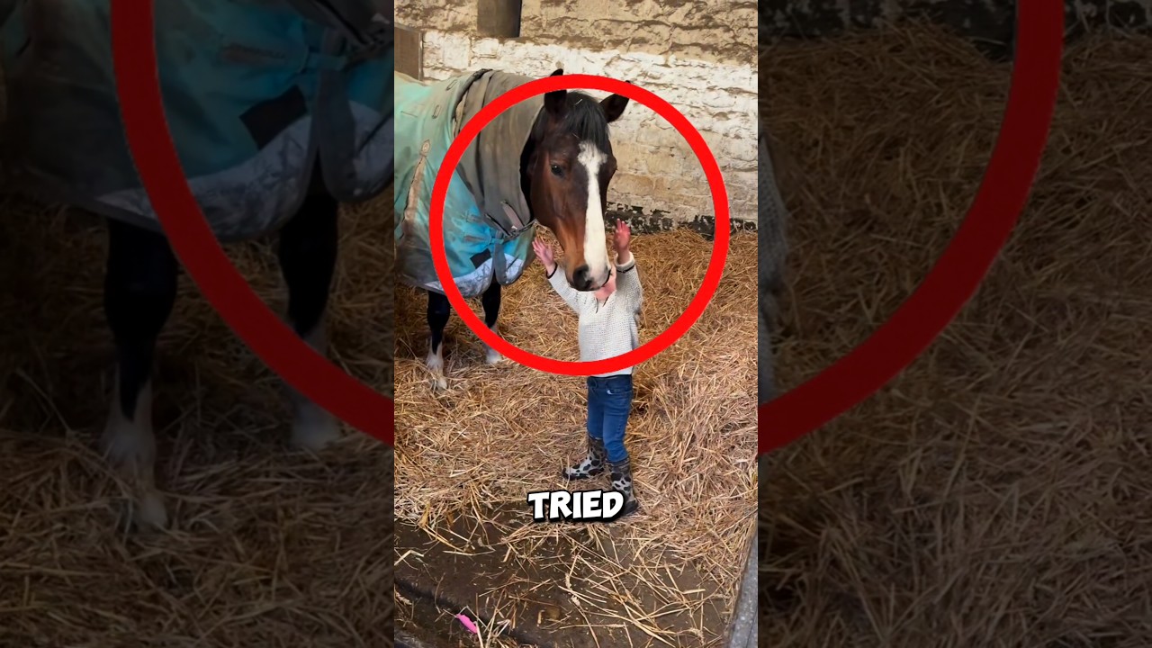 When the horse understood the little boy’s feelings 
