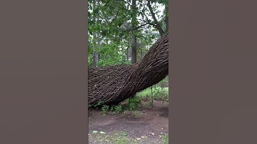 Environmental artist Will Beckers  #art #artandnature #LivingSculptures #moltenimmersiveart #art