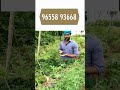 குடம் தக்காளி | Chocolate Pear Tomato | Tomato Farming | உணவுக் காடு | Country Farmss Shorts