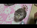こっちを見上げるフクロウ