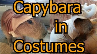 Capybara In Costumes