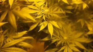 the clone that was ridiculed just a few weeks ago (i named it demafia09)LOL