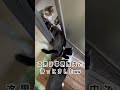 猫社員のお迎えが可愛すぎる A cute cat employee is waiting for you