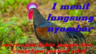 suara ayam #CANGEHGAR/jengger biru asli hutan,cocok buat pikat