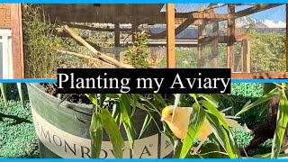 What plants to put in your aviary