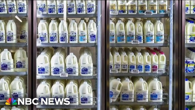 Fda Testing Dairy Cows For Bird Flu After Fragments Found In Pasteurized Milk