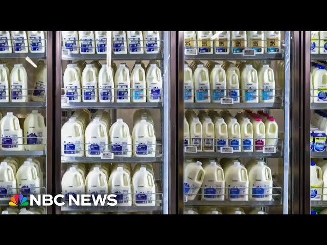 FDA testing dairy cows for bird flu after fragments found in pasteurized milk