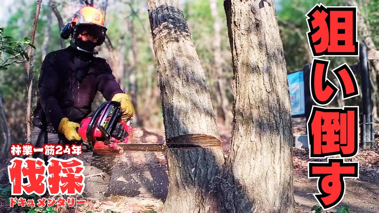 【職人技】二股の木を安全に倒す。遊歩道を守る伐採の記録