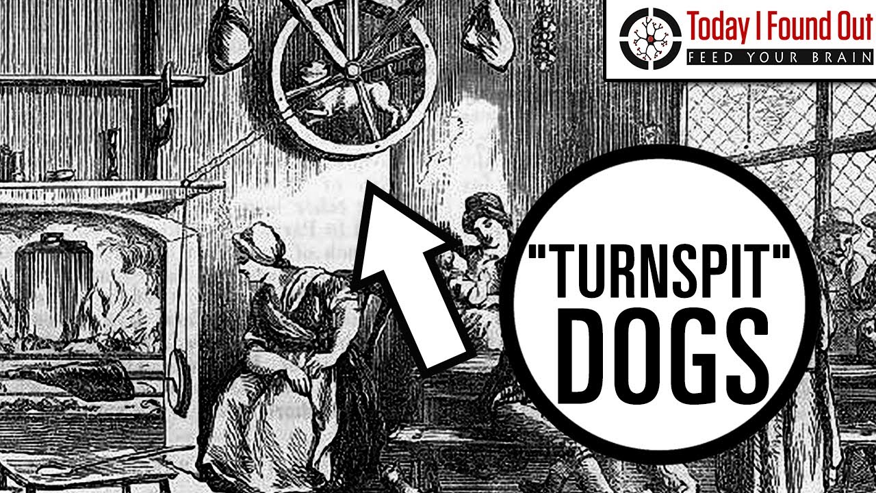 The Curious Tale of Turnspit Dogs (Re-Issue) - YouTube