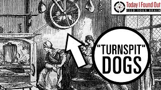 The Curious Tale of Turnspit Dogs (Re-Issue)
