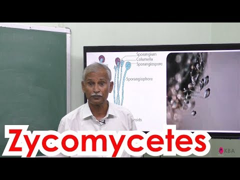 46.Botany | The living world | Zycomycetes