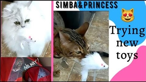 My Cute Funny Cats😹 Reaction Playing With New Cats Toys😹😹