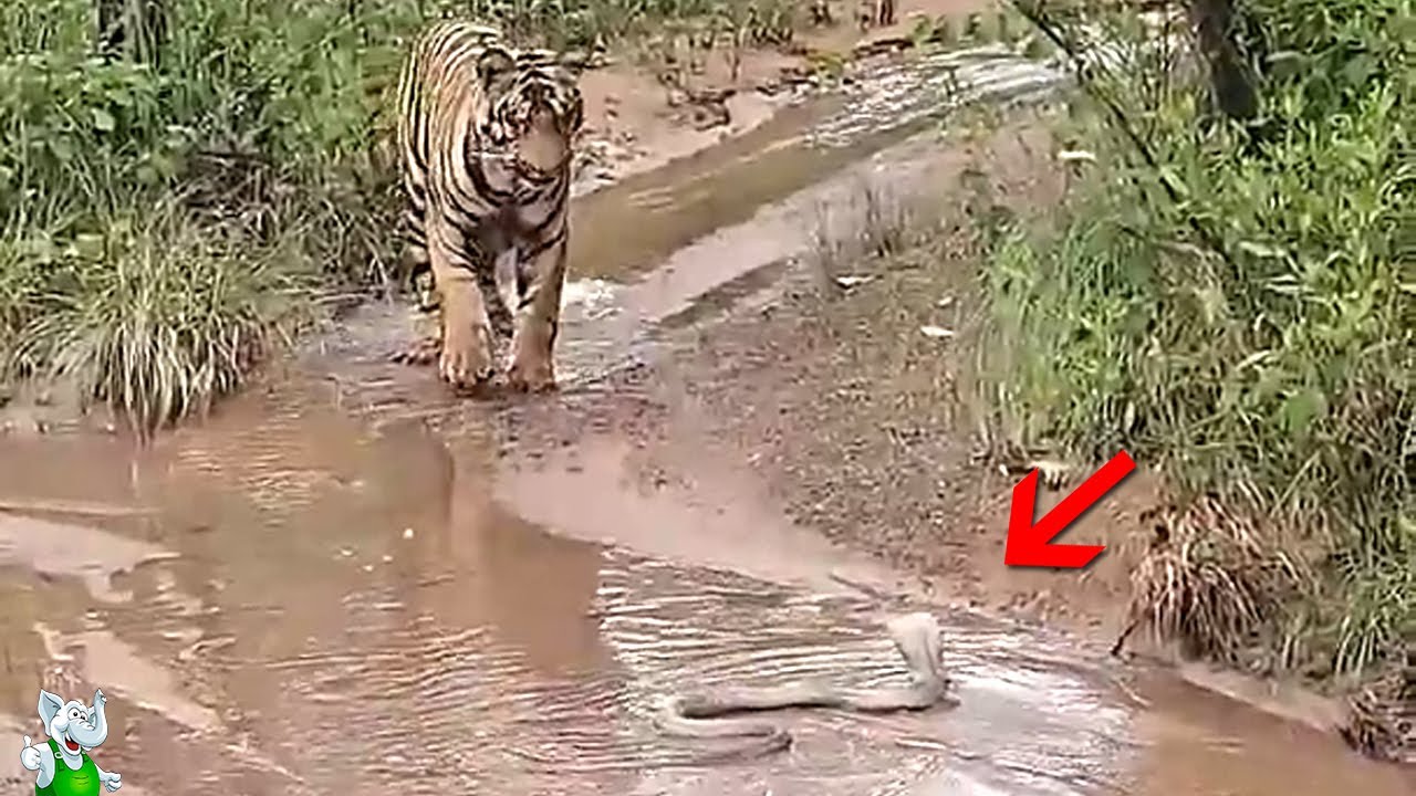 Тигр об Этом Пожалел  Случаи с Животными Снятые на Камеру