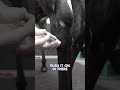 How to Inject the Tarsal-Metatarsal Joint in Horses | Equine Vet Technique Explained #equinehealth
