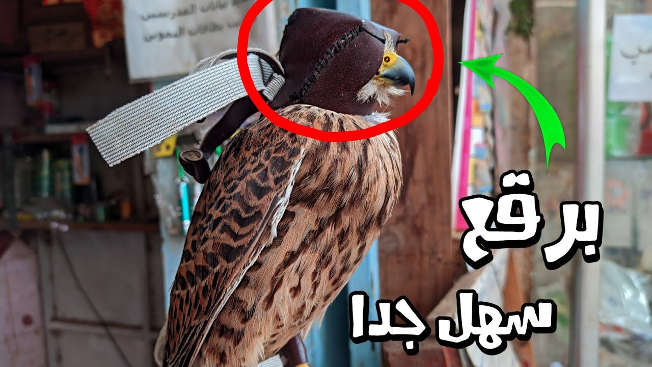 كيفية صنع برقع للصقر بطريقة سهلة جدااا 🥰(الجزء الاول)