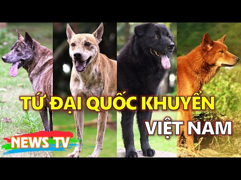 Video: Năm giống chó quý hiếm của Mỹ