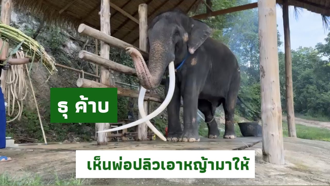 พลายศักดิ์สุรินทร์ ยามเช้าทำอะไรอยู่ (27 มิถุนายน )