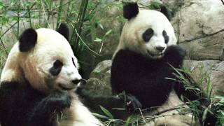 Smithsonian National Zoo