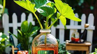 Homemade Liquid Fertilizer That Grows Plants FASTER