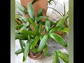 My indoor plants collection do you like plants shortca