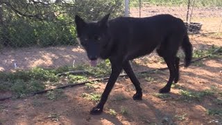 Dog Protects Lamb From Wolf - Watch What Happens... Barking Vs. Dead Silence