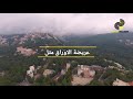 نظرة بسيطة عن غابات سوريا