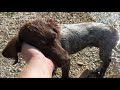 Small Munsterlander Quiglee at 4 months - water retrieves の動画、YouTube動画。