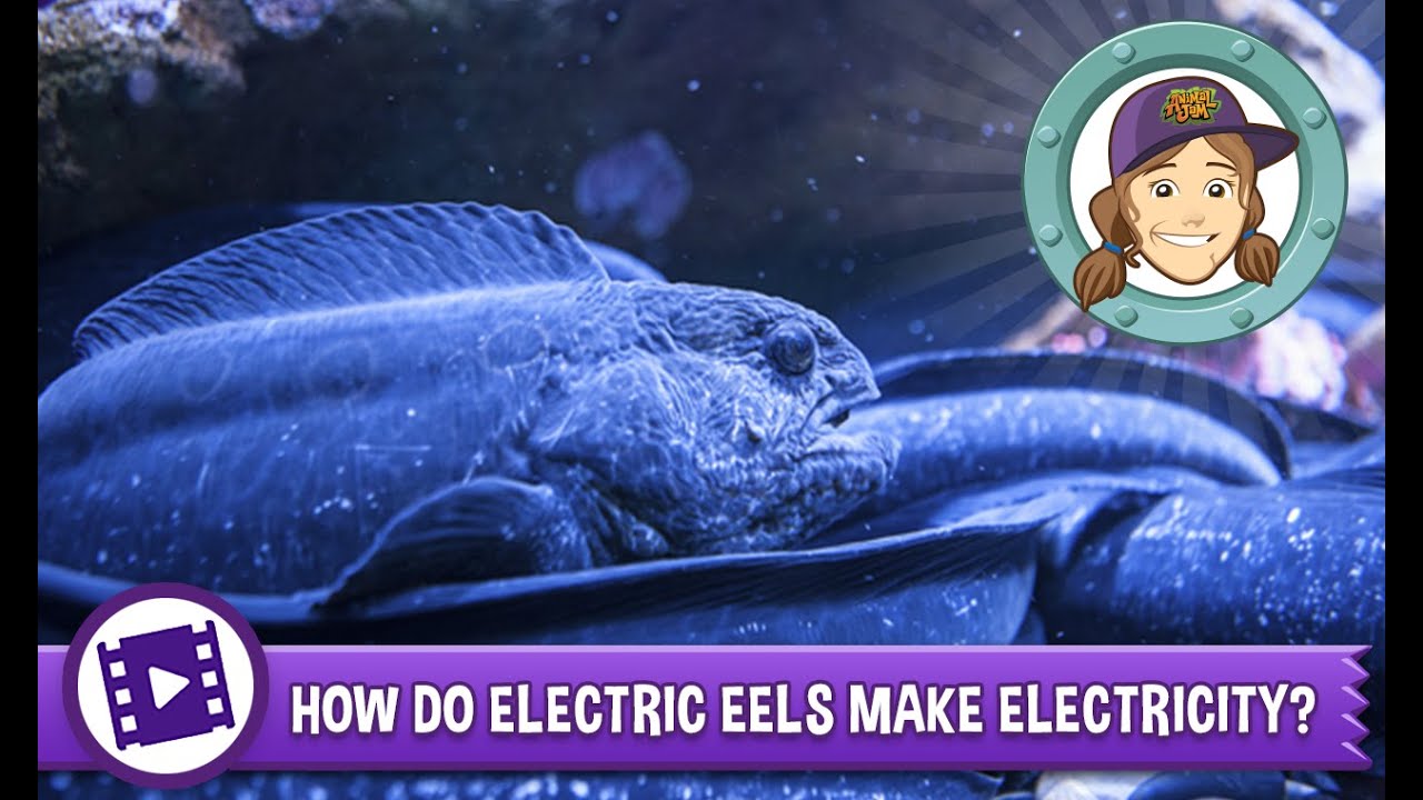 Animal Jam Ask Tierney How do electric eels make electricity? YouTube