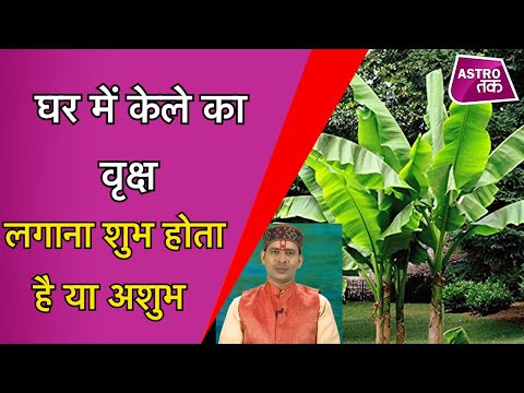 घर में केले का वृक्ष लगाना शुभ होता है अशुभ | Vinod Bhardwaj | Astro Tak