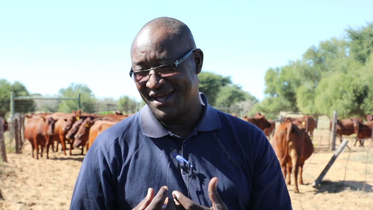 North West Bonsmara Stud Breeder - Mr Moalusi Duncan Serapelwane