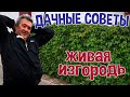 ДАЧНЫЕ СОВЕТЫ - ЖИВАЯ ИЗГОРОДЬ из девичьего винограда/АПРЕЛЬ - подвязываем и обрезаем