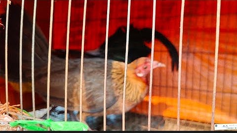 BÁN GÀ MÁI RỪNG RẶC THUẦN MUAG POJ QAIB QUS