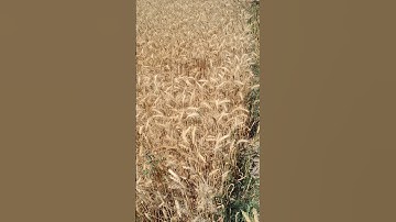 Wheat Crops #shorts #music #wheat#trending