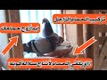 اتعلم طريقه تزاوج الحمام الزاجل لأنتاج سلاله قويه لقو الحمام الزاجل