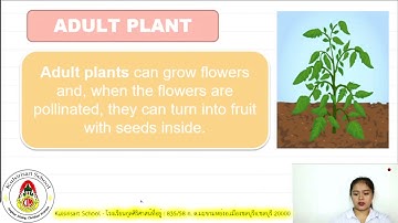Learn From Home  - Science P.2 (Week 3)