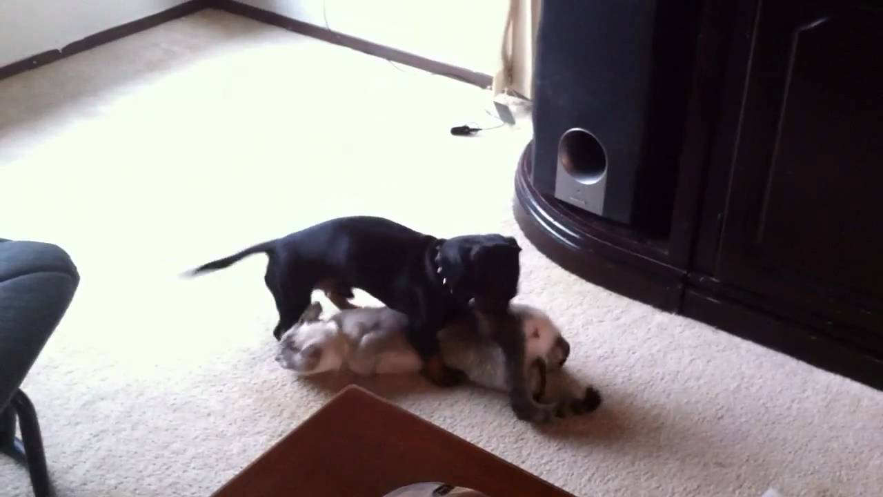 Dog pees on cats head YouTube