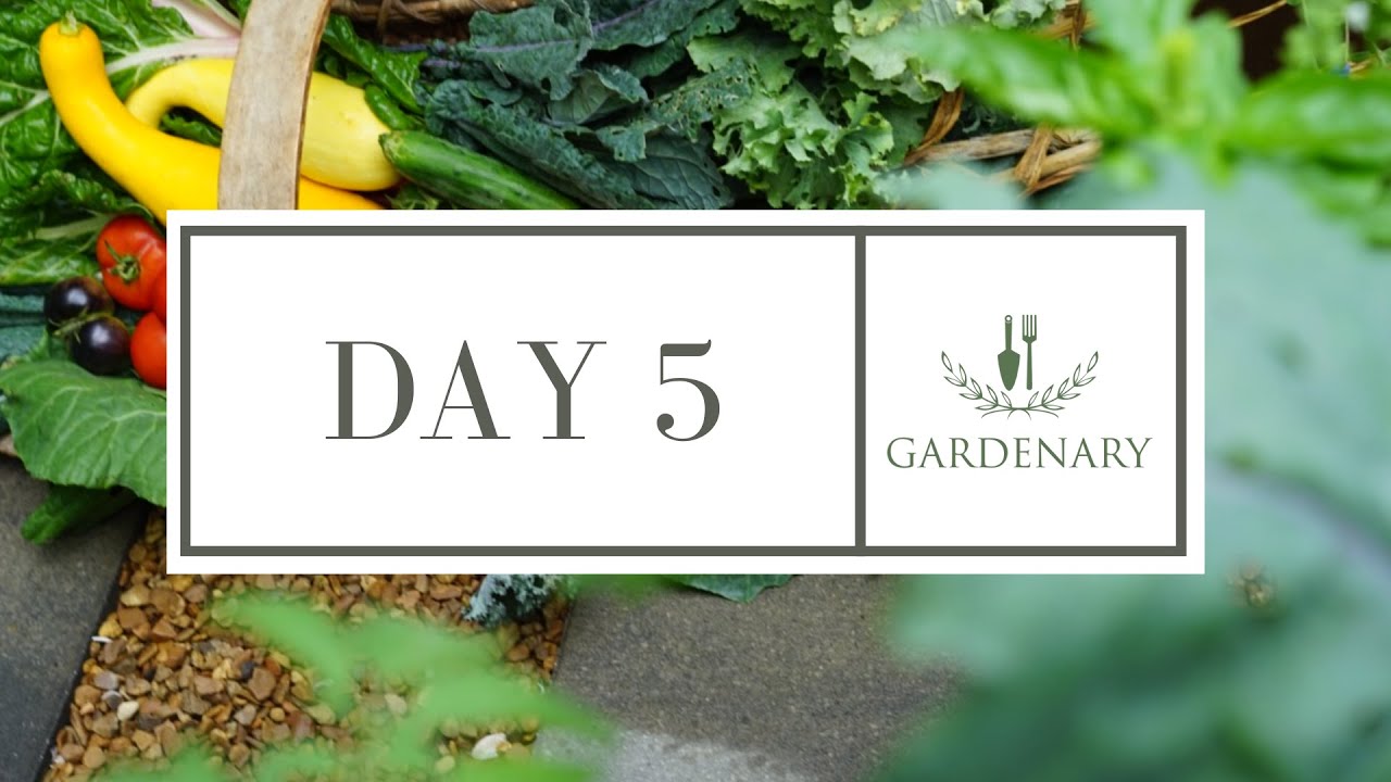 Fall Garden Challenge Day 5
