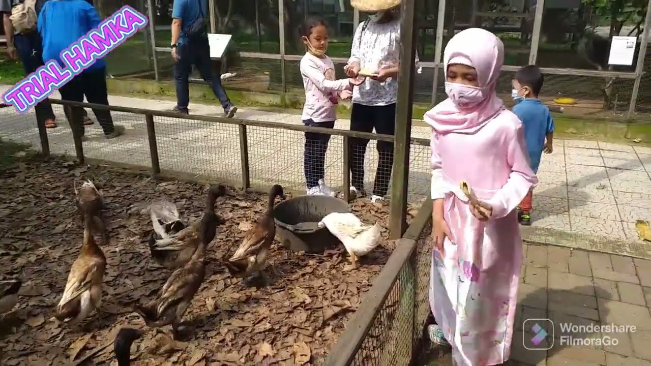 Kuntum Farmfield Bogor - Wisata Edukatif Anak || Feed The Ducks - Memberi Makan Bebek