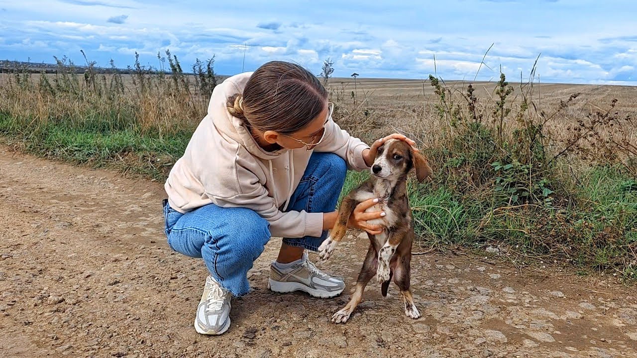 Desperate Puppy Runs After Every Car, Then Cries When I Stop to Help ...