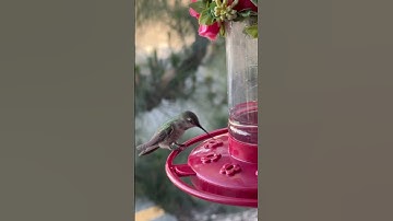 The Allure of Sweet Nectar: A Hummingbird