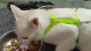 Milkys Food Time Part 2