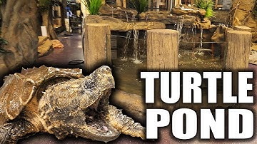 ALLIGATOR SNAPPING TURTLE POND!!! | The king of DIY