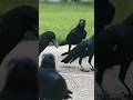 Crows Facts #animals #wildlife #nature